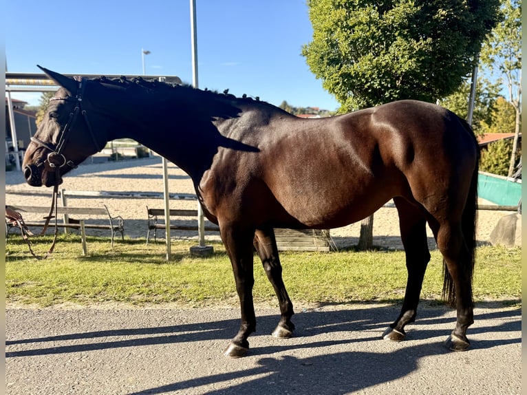 Westfaal Merrie 8 Jaar 163 cm Zwartbruin in Altusried