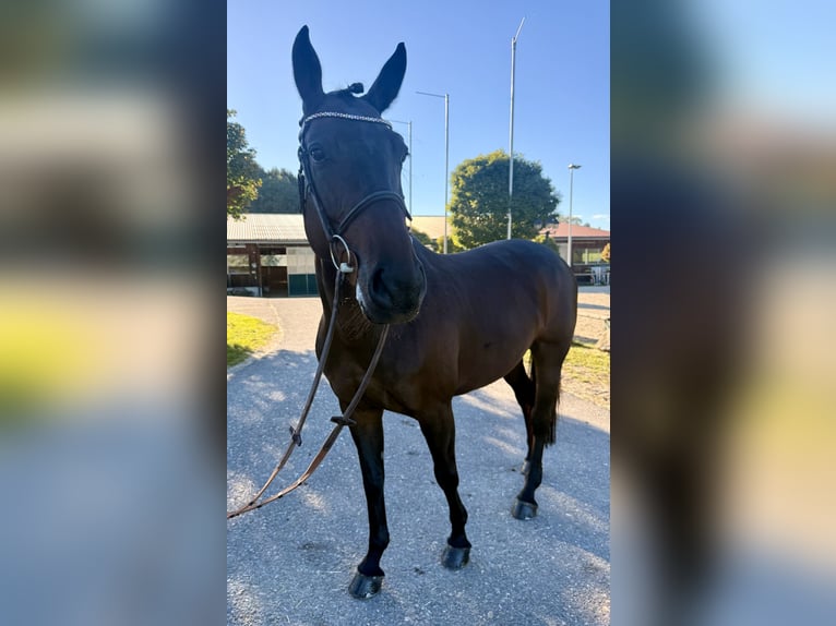 Westfaal Merrie 8 Jaar 163 cm Zwartbruin in Altusried