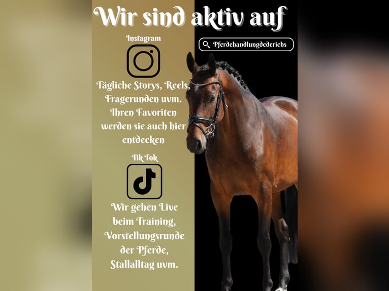 Westfaal Merrie 8 Jaar 164 cm Bruin in Nettersheim