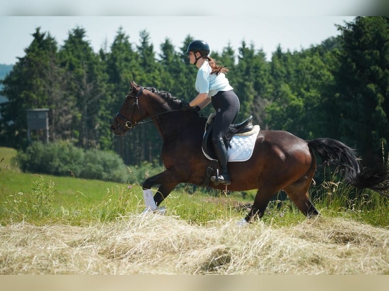 Westfaal Merrie 8 Jaar 164 cm Bruin in Nettersheim