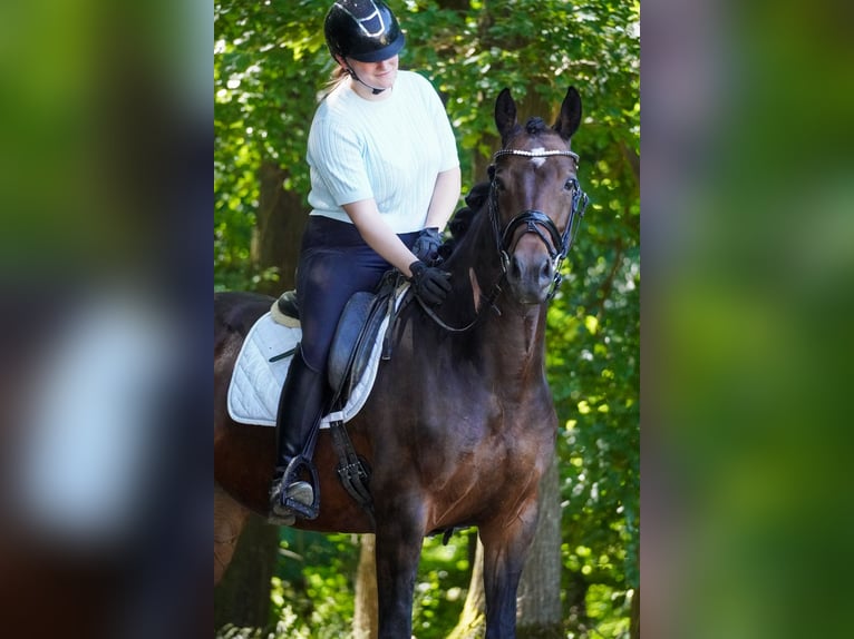 Westfaal Merrie 8 Jaar 164 cm Bruin in Nettersheim