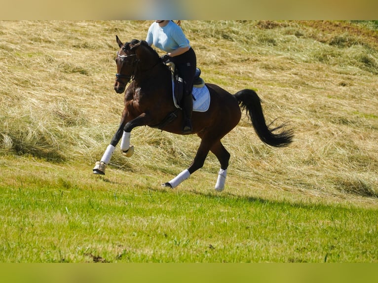 Westfaal Merrie 8 Jaar 164 cm Bruin in Nettersheim