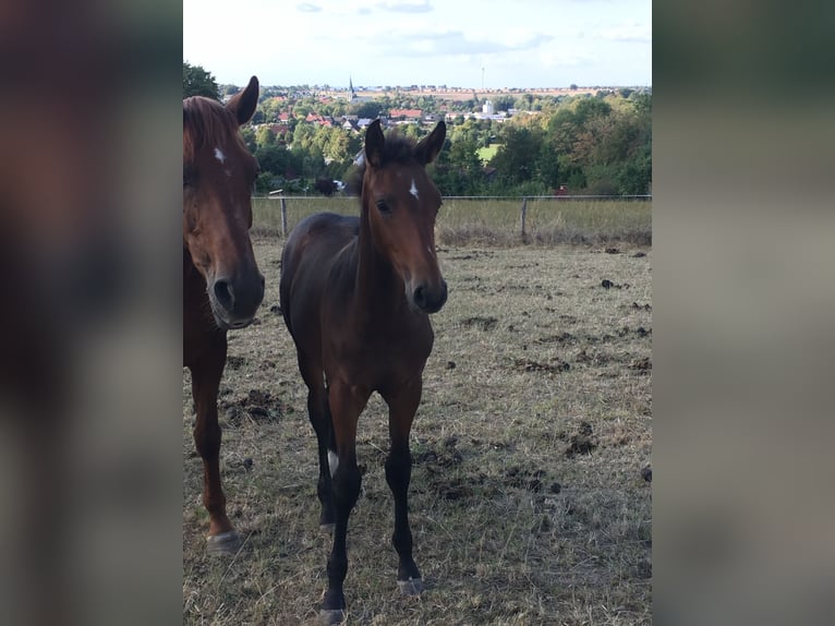 Westfaal Merrie 8 Jaar 164 cm Bruin in Salzkotten