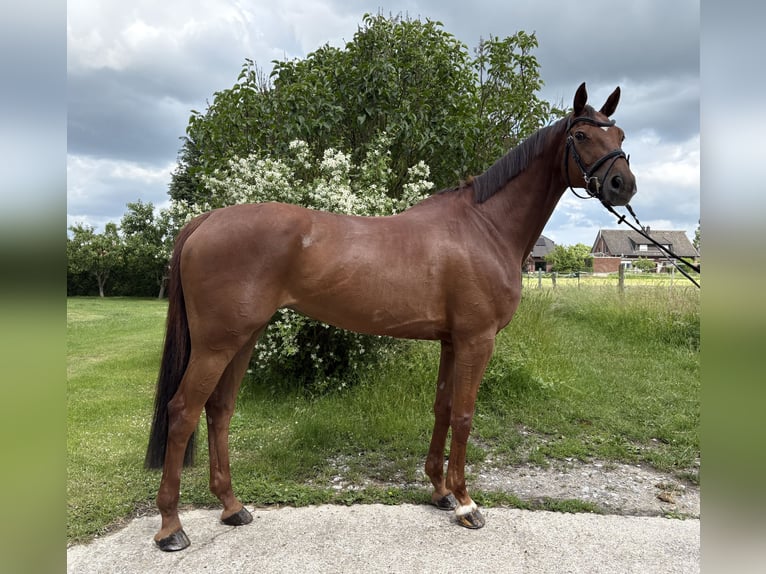 Westfaal Merrie 8 Jaar 164 cm Vos in Oelde
