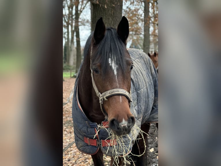 Westfaal Merrie 8 Jaar 165 cm Bruin in Mönchengladbach