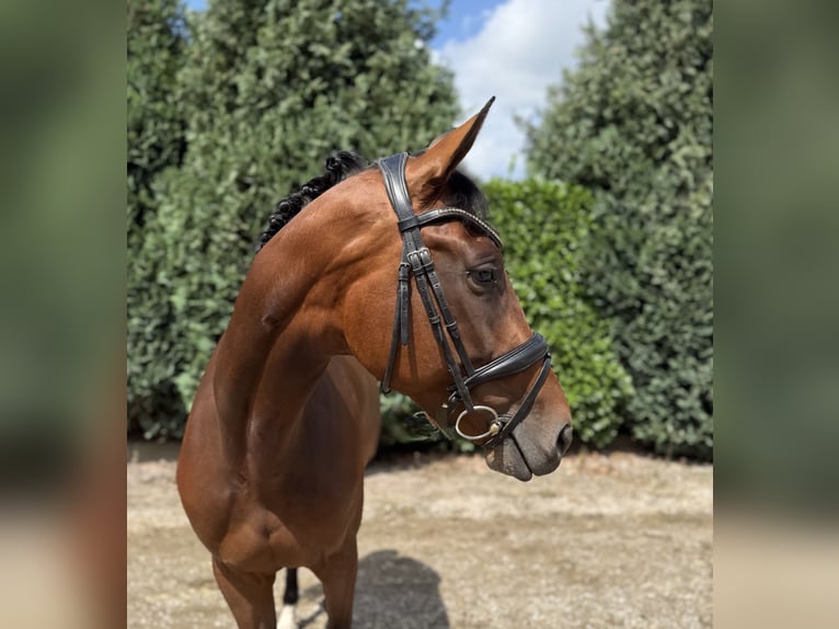 Westfaal Merrie 8 Jaar 165 cm Donkerbruin in Oud Gastel