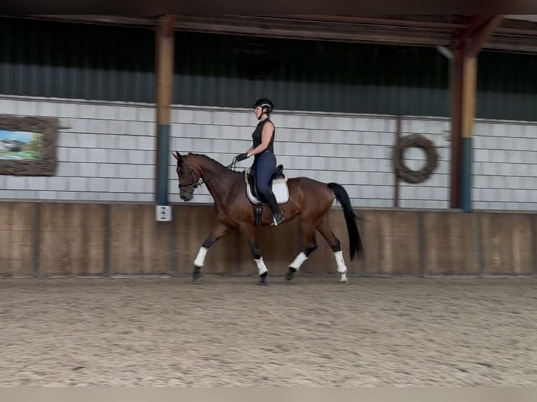 Westfaal Merrie 8 Jaar 165 cm Donkerbruin in Oud Gastel