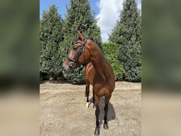 Westfaal Merrie 8 Jaar 165 cm Donkerbruin in Oud Gastel