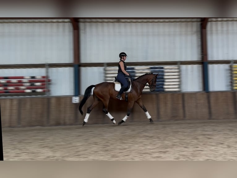 Westfaal Merrie 8 Jaar 165 cm Donkerbruin in Oud Gastel