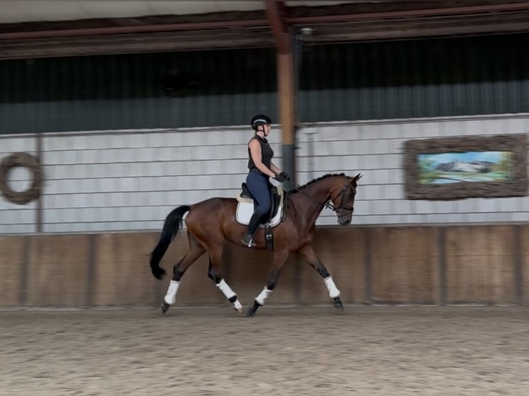 Westfaal Merrie 8 Jaar 165 cm Donkerbruin in Oud Gastel