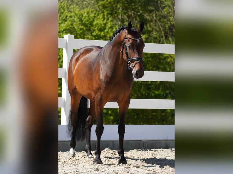 Westfaal Merrie 8 Jaar 165 cm Donkerbruin in Nettersheim