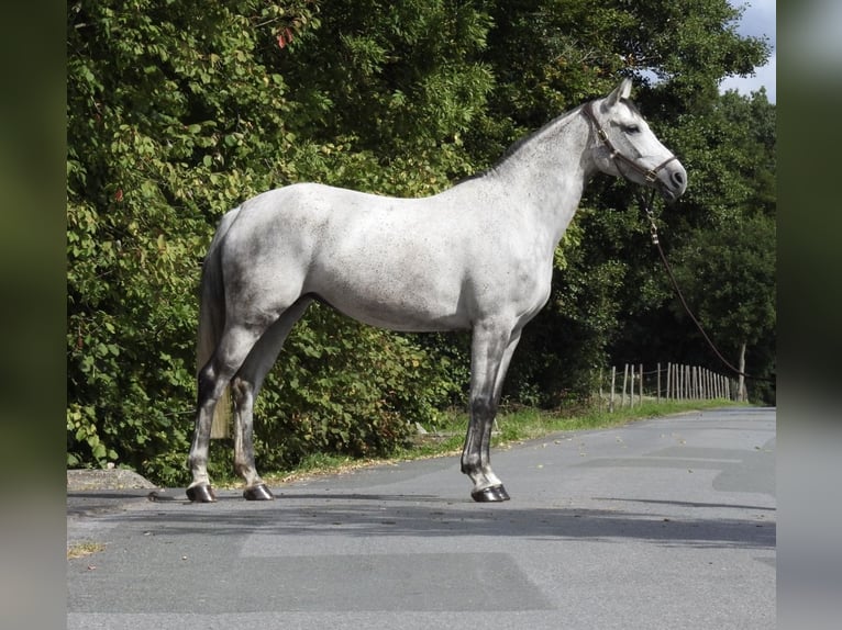 Westfaal Merrie 8 Jaar 165 cm Schimmel in Verl