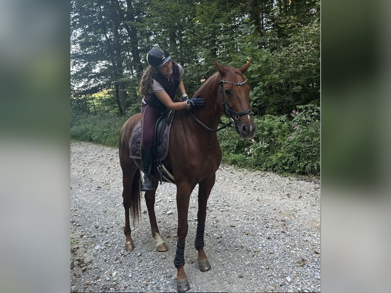 Westfaal Merrie 8 Jaar 165 cm Vos in Starnberg