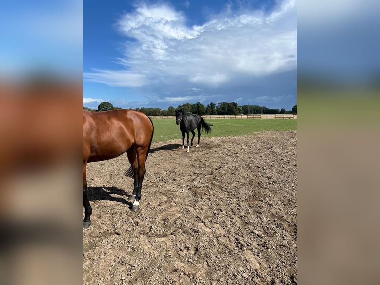 Westfaal Merrie 8 Jaar 165 cm Zwartbruin in Nottuln