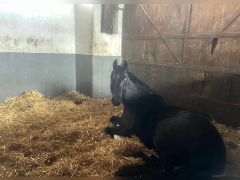 Westfaal Merrie 8 Jaar 165 cm Zwartbruin in Nottuln