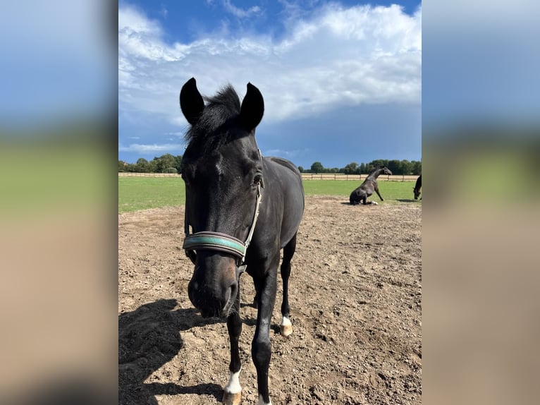 Westfaal Merrie 8 Jaar 165 cm Zwartbruin in Nottuln