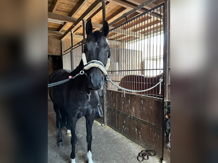 Westfaal Merrie 8 Jaar 165 cm Zwartbruin in Nottuln