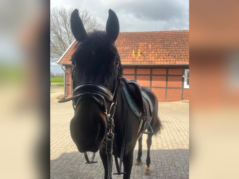 Westfaal Merrie 8 Jaar 165 cm Zwartbruin in Nottuln