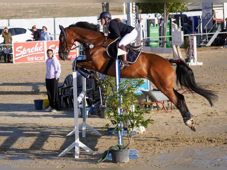 Westfaal Merrie 8 Jaar 166 cm Bruin in Grevenbroich