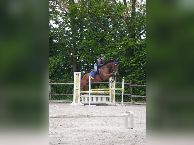 Westfaal Merrie 8 Jaar 166 cm Bruin in Grevenbroich