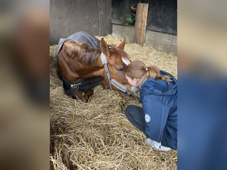 Westfaal Merrie 8 Jaar 166 cm Vos in Gerlingen