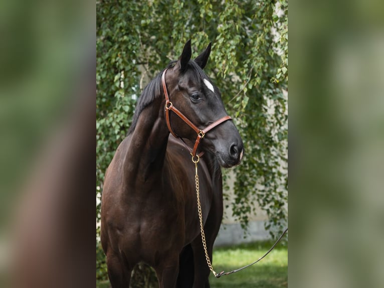 Westfaal Merrie 8 Jaar 166 cm Zwart in Duszniki