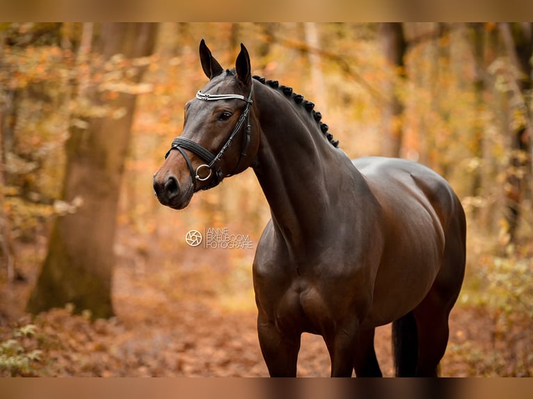 Westfaal Merrie 8 Jaar 167 cm Bruin in Tilburg