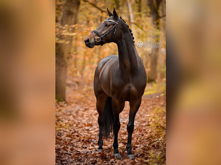 Westfaal Merrie 8 Jaar 167 cm Bruin in Tilburg