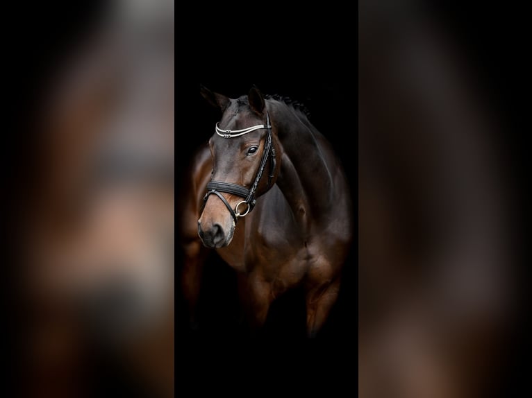 Westfaal Merrie 8 Jaar 167 cm Bruin in Tilburg
