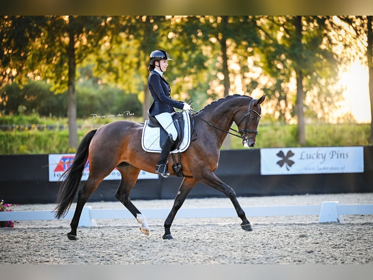 Westfaal Merrie 8 Jaar 167 cm Bruin in Tilburg