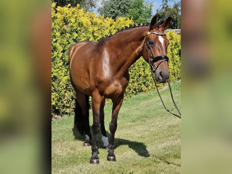 Westfaal Merrie 8 Jaar 167 cm Bruin in Kaldenkirchen