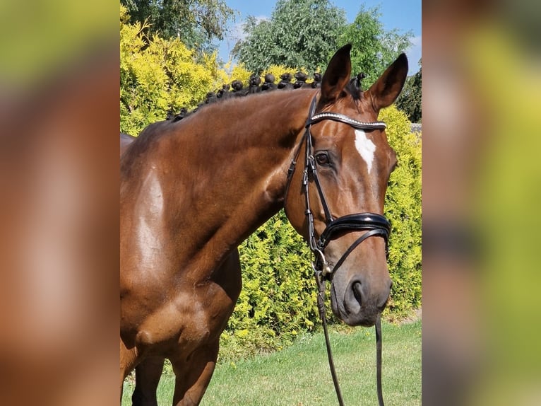 Westfaal Merrie 8 Jaar 167 cm Bruin in Kaldenkirchen