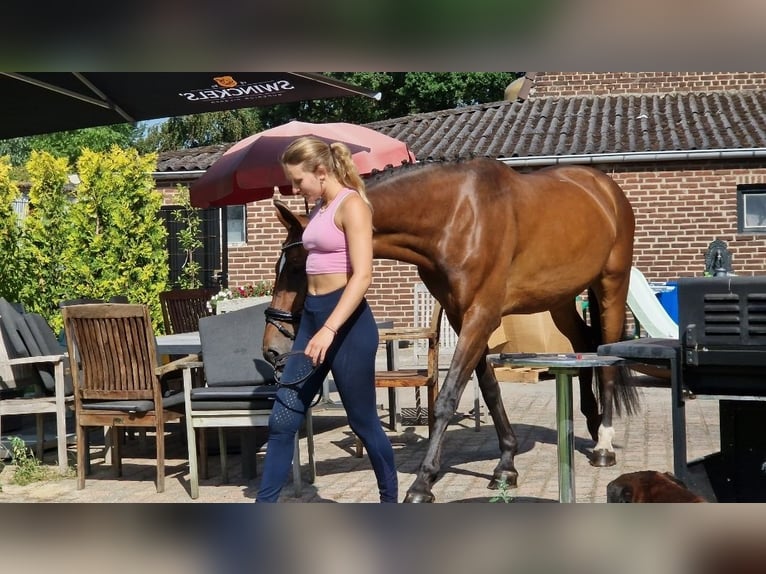 Westfaal Merrie 8 Jaar 167 cm Bruin in Kaldenkirchen