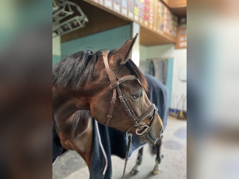 Westfaal Merrie 8 Jaar 167 cm Bruin in Nienburg (Weser)