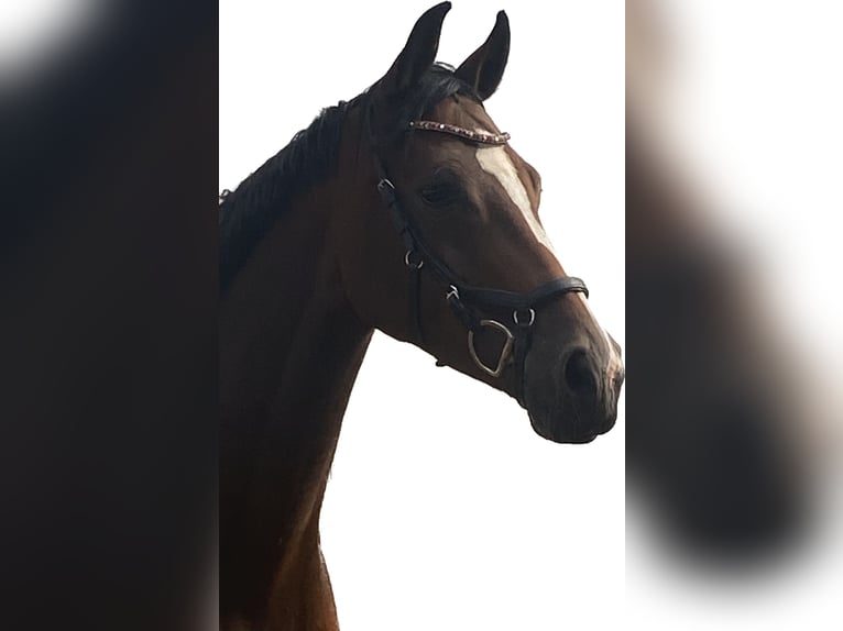Westfaal Merrie 8 Jaar 167 cm Bruin in Nienburg (Weser)