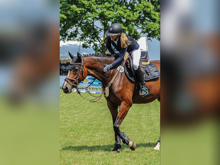 Westfaal Merrie 8 Jaar 167 cm Bruin in Nienburg (Weser)Nienburg