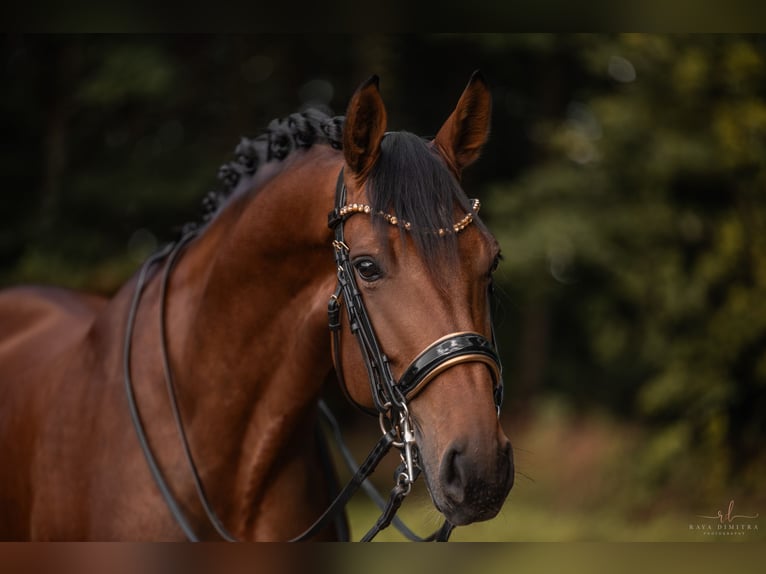 Westfaal Merrie 8 Jaar 168 cm Bruin in Wehringen