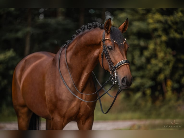 Westfaal Merrie 8 Jaar 168 cm Bruin in Wehringen