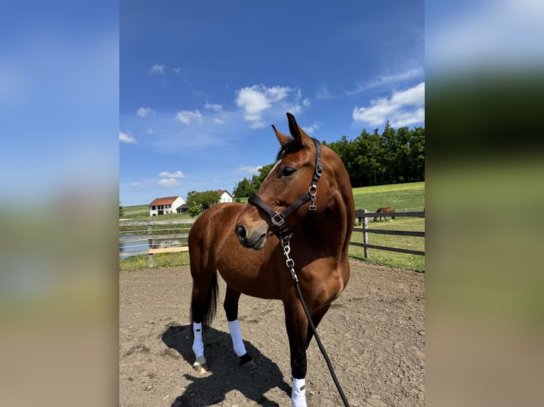 Westfaal Merrie 8 Jaar 168 cm Bruin in Taufkirchen/Vils