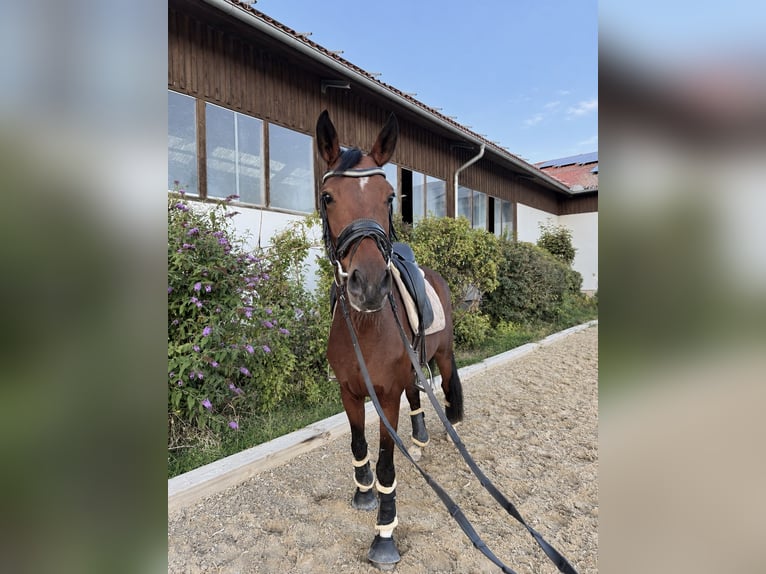 Westfaal Merrie 8 Jaar 168 cm Bruin in Margarethen am Moos