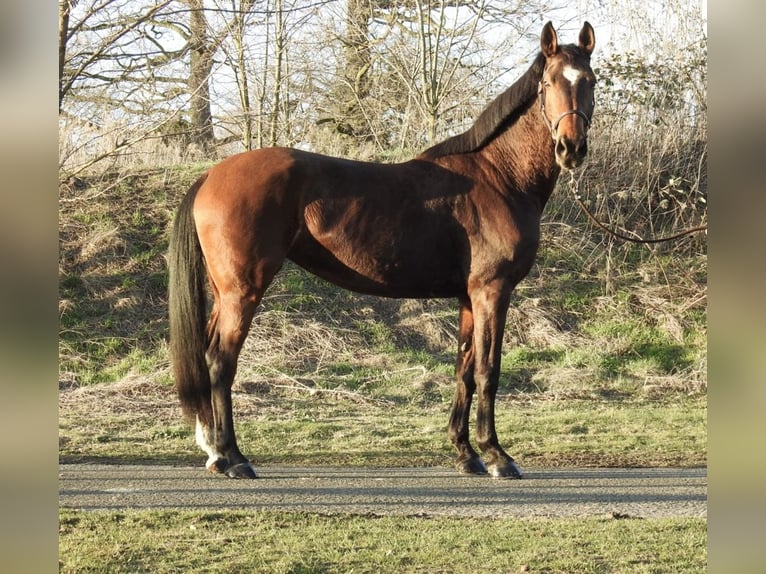 Westfaal Merrie 8 Jaar 168 cm Bruin in Verl