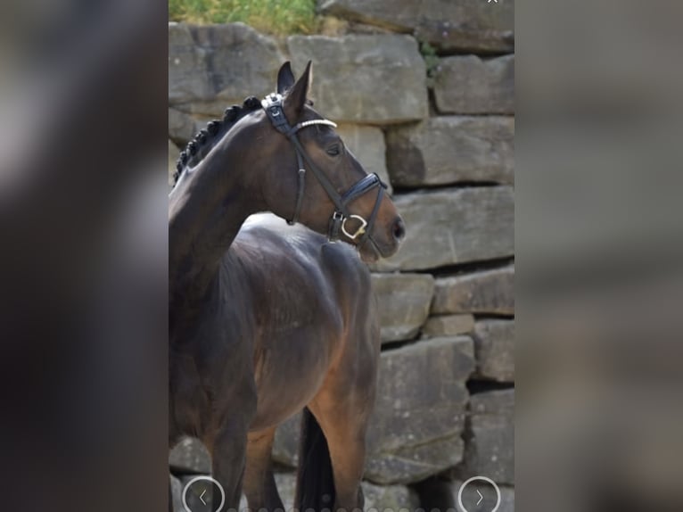 Westfaal Merrie 8 Jaar 168 cm in Lindlar