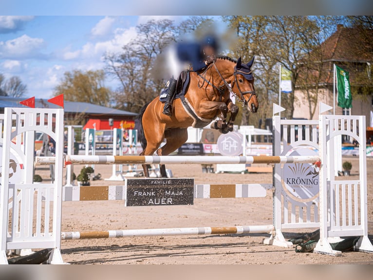 Westfaal Merrie 8 Jaar 169 cm Bruin in Unna