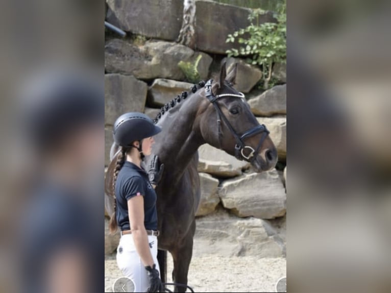 Westfaal Merrie 8 Jaar 169 cm Donkerbruin in Windhagen