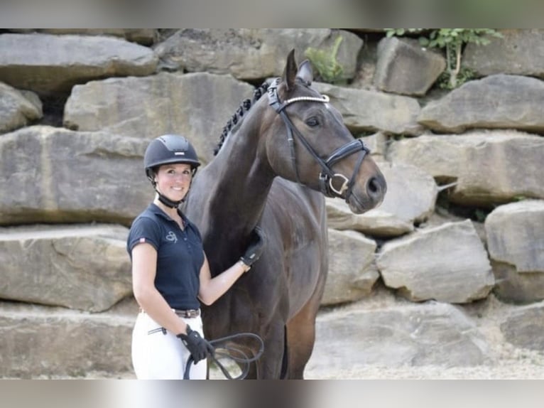 Westfaal Merrie 8 Jaar 169 cm Donkerbruin in Windhagen