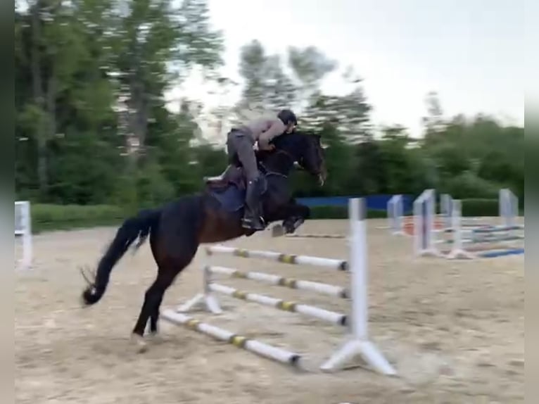 Westfaal Merrie 8 Jaar 169 cm Donkerbruin in Windhagen
