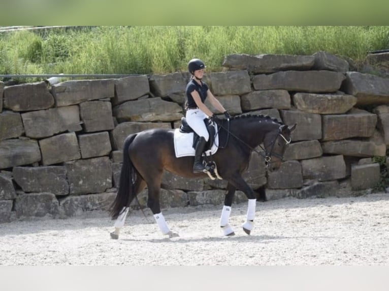 Westfaal Merrie 8 Jaar 169 cm Donkerbruin in Windhagen
