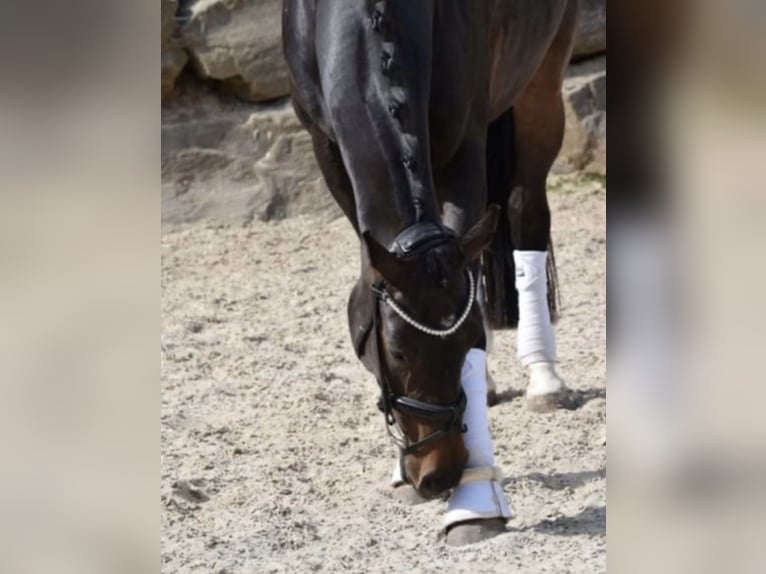 Westfaal Merrie 8 Jaar 169 cm Donkerbruin in Windhagen