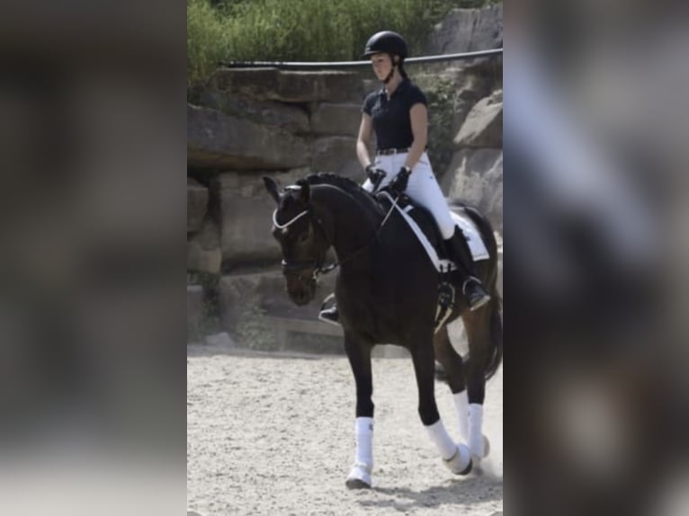 Westfaal Merrie 8 Jaar 169 cm Donkerbruin in Windhagen