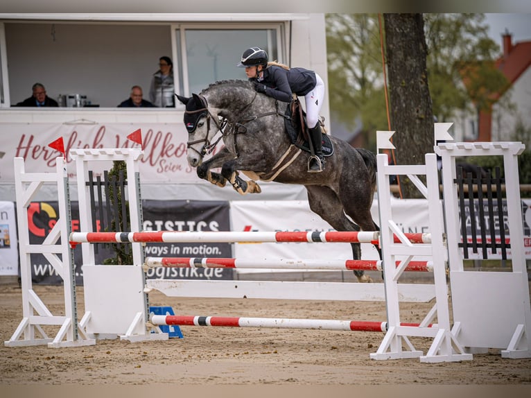 Westfaal Merrie 8 Jaar 169 cm Schimmel in Rees